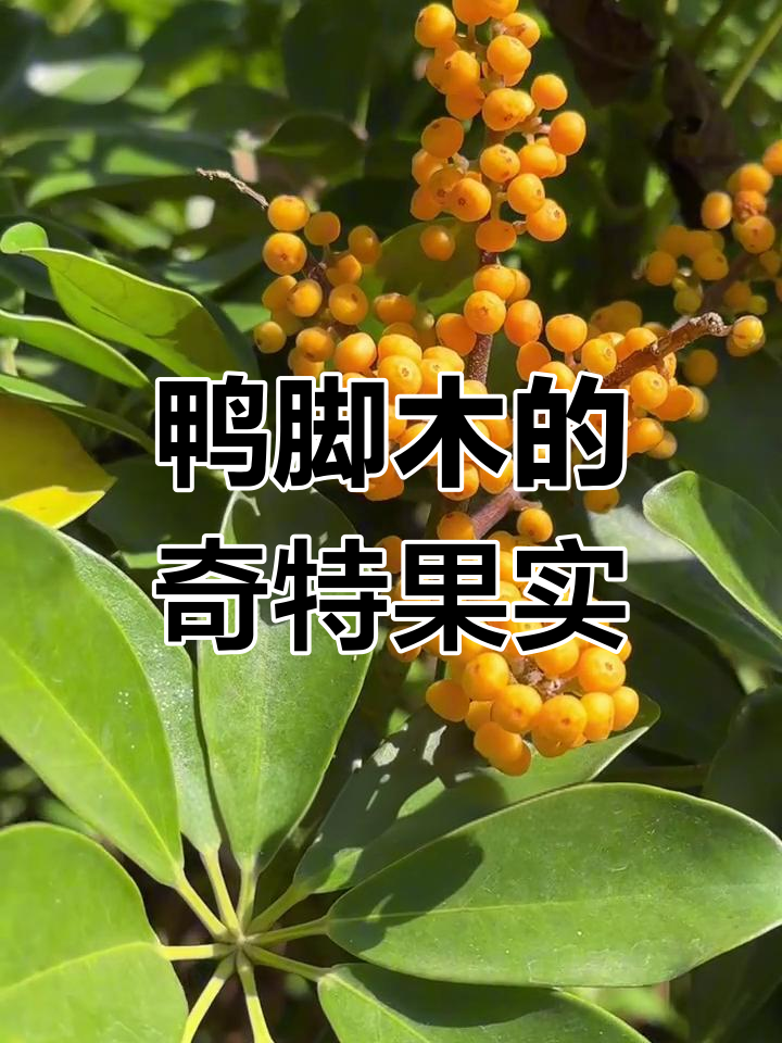 鸭脚木竟然结出黄色果实,像金蛋子一样点缀枝头