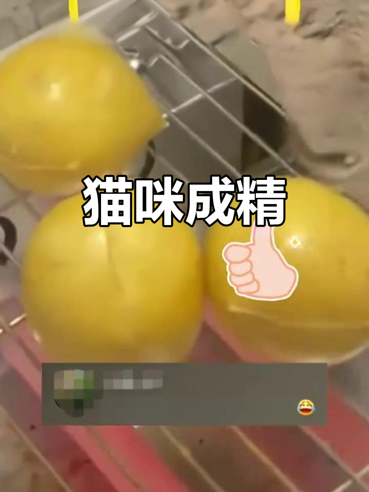云南猫咪烤臭豆腐,手法精湛超群,网友惊叹:真是奇喵!