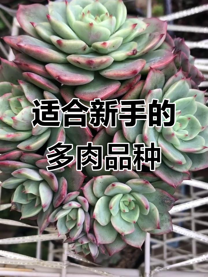 新手必养多肉品种推荐,辣牡丹与篝火养护技巧