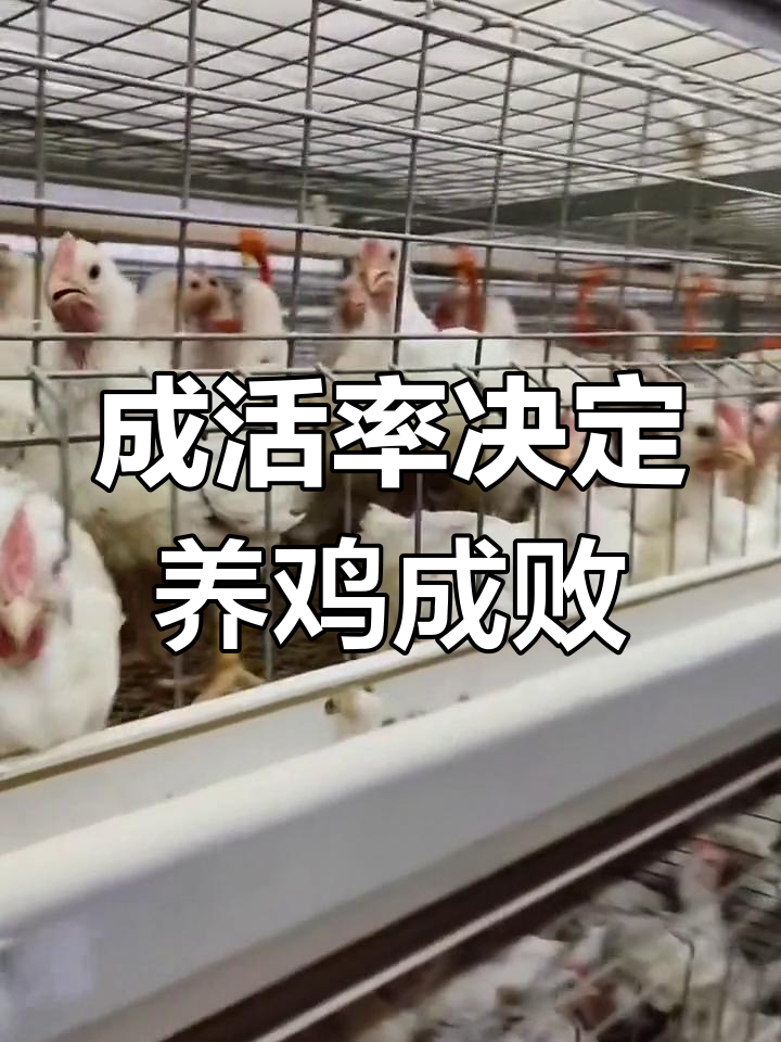 提升成活率,白羽肉鸡养殖的关键环节解析