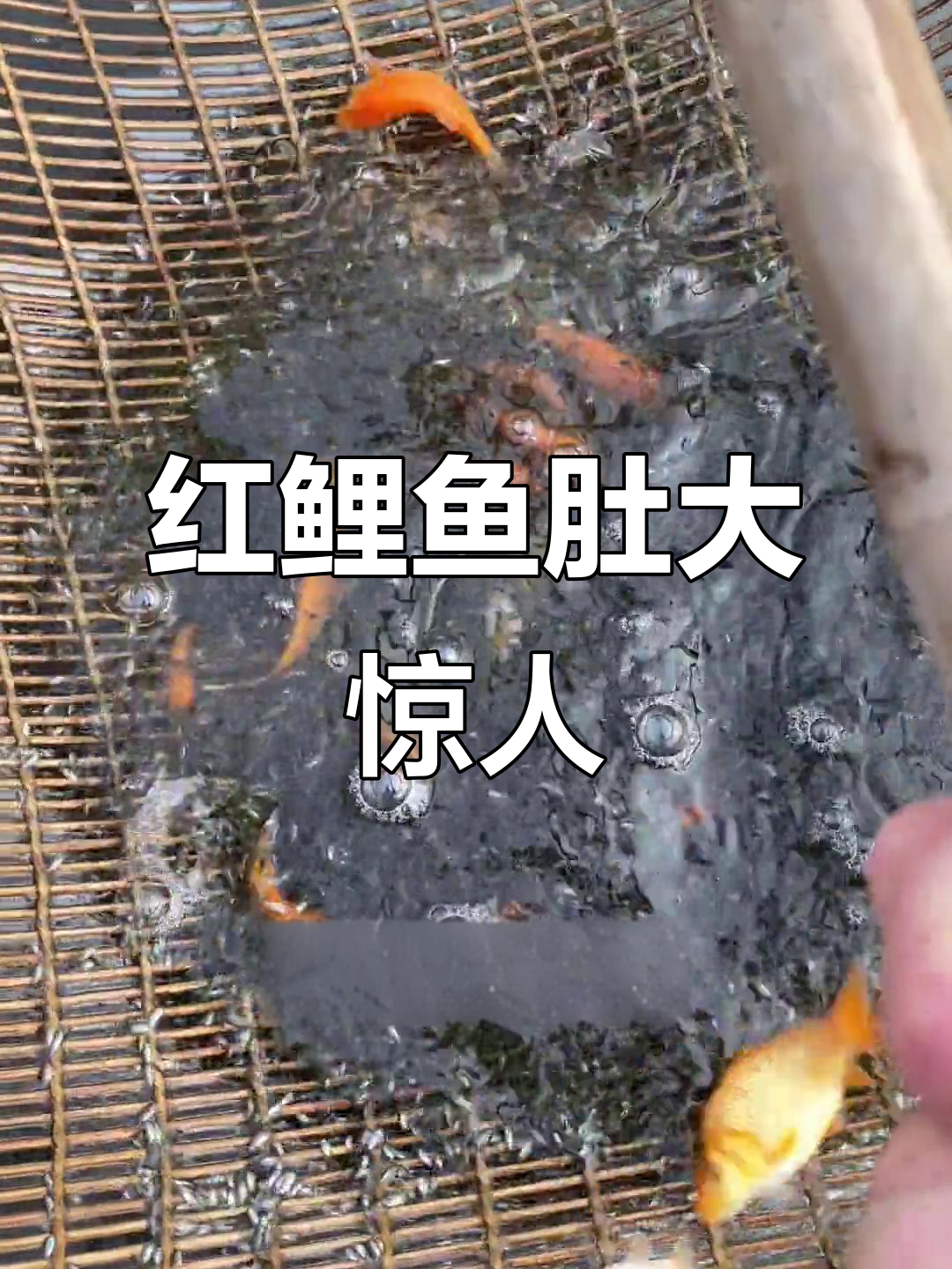 乌鱼与小妞的奇妙冒险,红鲤鱼的肚子竟然这么大