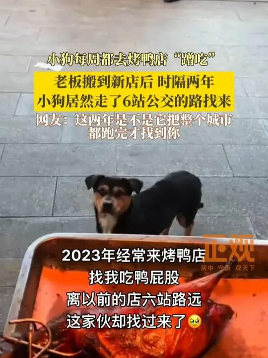 小狗每周都去烤鸭店“蹭吃”，老板搬到新店后，时隔两年，小狗居然走了6站公交的路找来。网友：