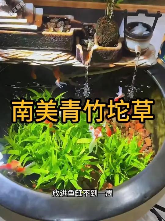 鱼缸造景不好看,水质不清澈的,可以试试这个南美青竹水草。成长速度非常快净水能力特别强!#养