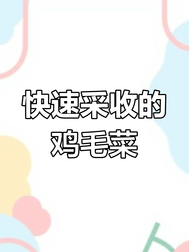 在家阳台种鸡毛菜,四季都能享受新鲜有机蔬菜!