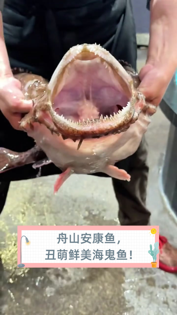 舟山安康鱼,丑萌鲜美海鬼鱼!