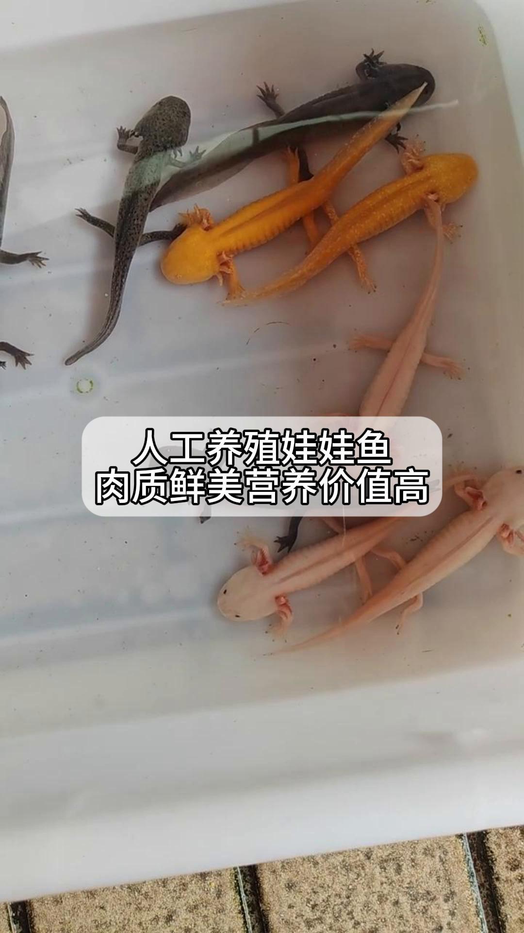 人工养殖娃娃鱼,肉质鲜美营养价值高