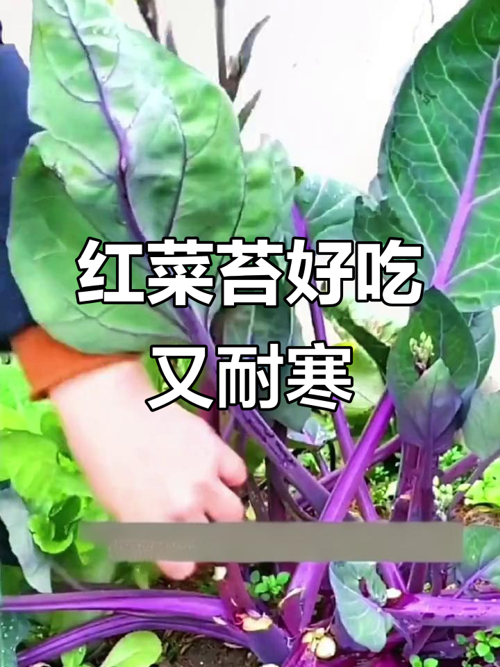 湖北红菜苔,清炒美味不输武昌鱼