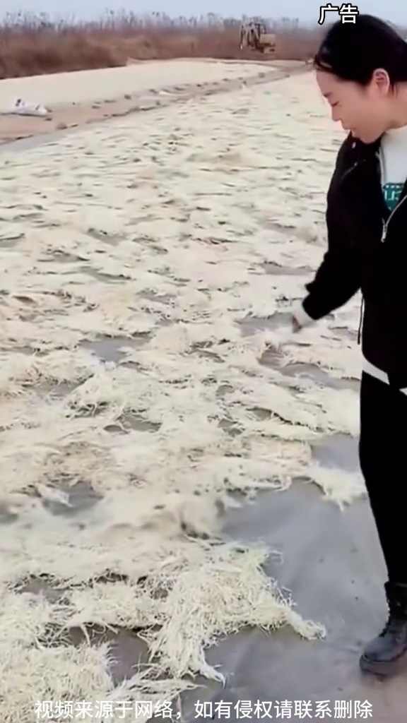 龙须菜凉拌菜 龙须菜 凉拌菜