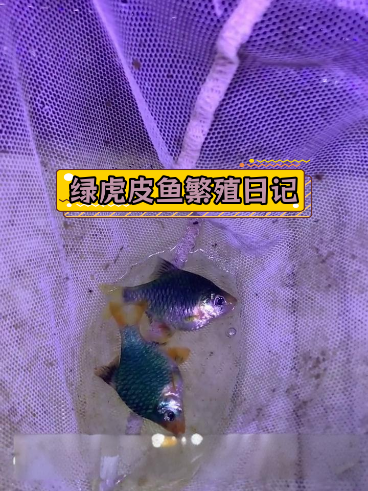 绿虎皮鱼繁殖尝试,如何分辨公母