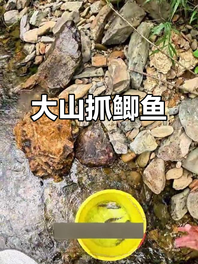 探秘大山小溪,捉鱼之旅大丰收