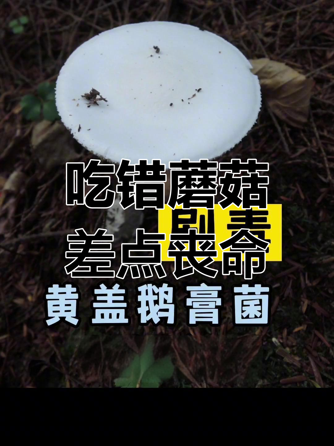 误食剧毒蘑菇险死,黄盖鹅膏菌白色变种竟是致命杀手