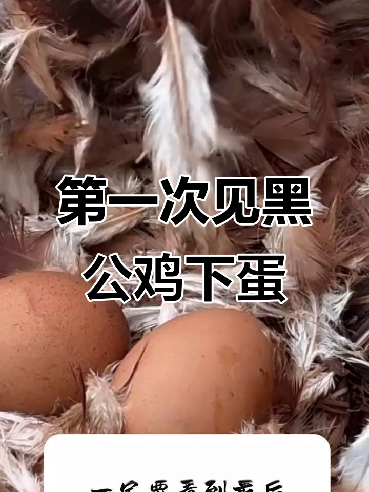 黑公鸡竟然下蛋了,笑到不行!