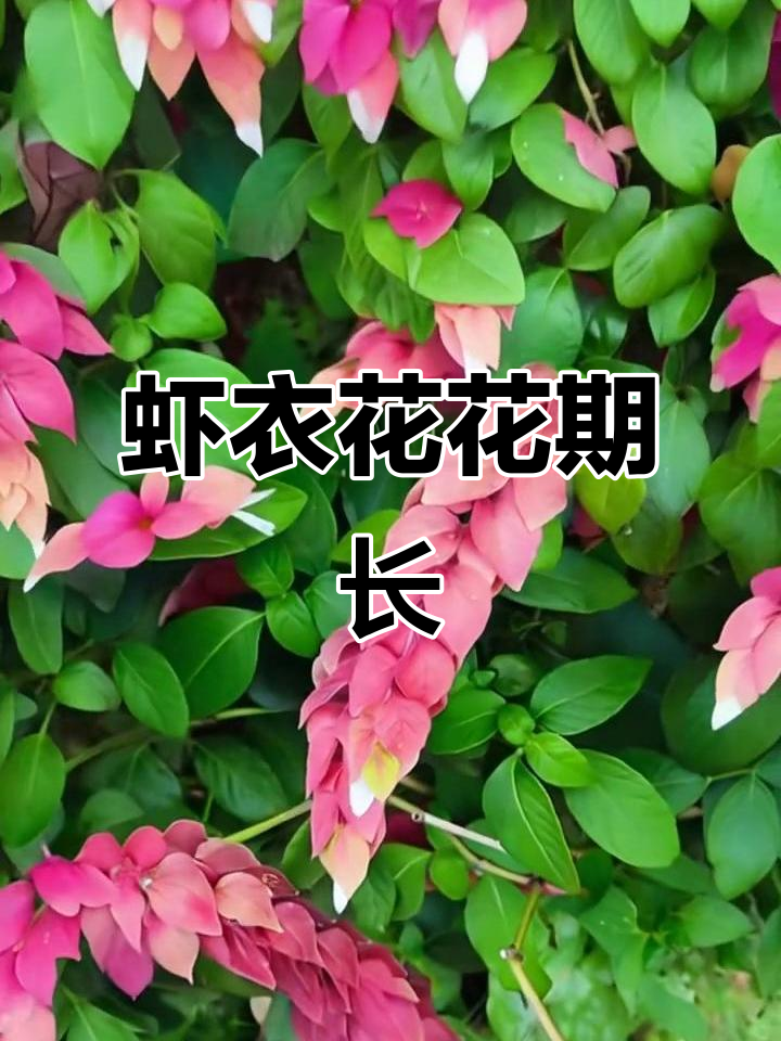 虾衣花：独特花朵似虾尾，温暖地区常开不败