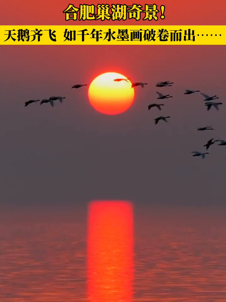 水墨画活了！合肥巢湖奇景！天鹅齐飞，如千年水墨画破卷而出……