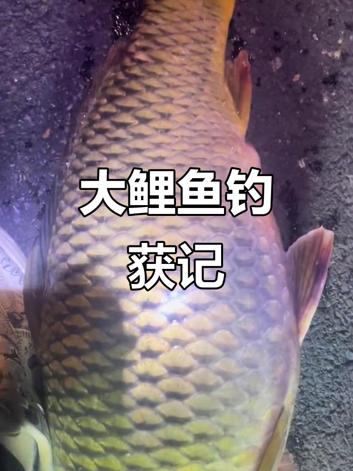 五十斤大鲤鱼追击战,雨中钓鱼挑战极限