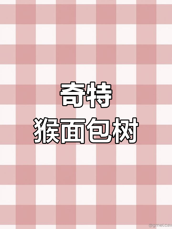 猴面包树:像水桶一样奇特的非洲大树,猴子们的最爱