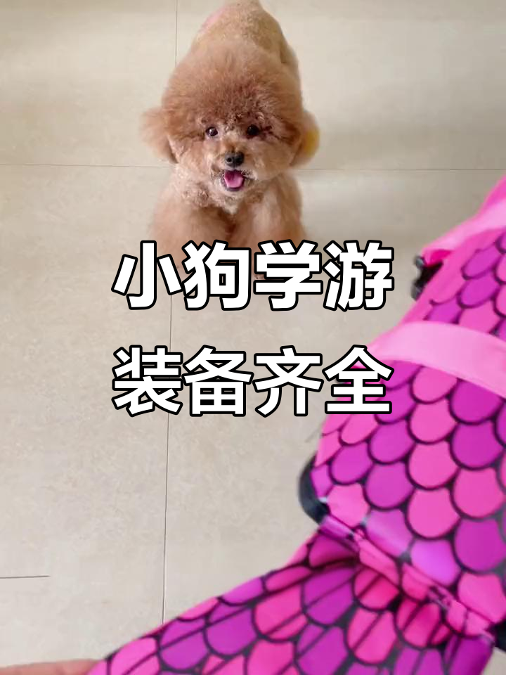 泰迪变身美人鱼,救生衣助力游泳初体验