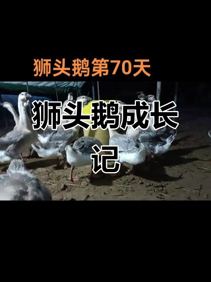 狮头鹅70天大,叫声震耳欲聋,真是让人又爱又怕!