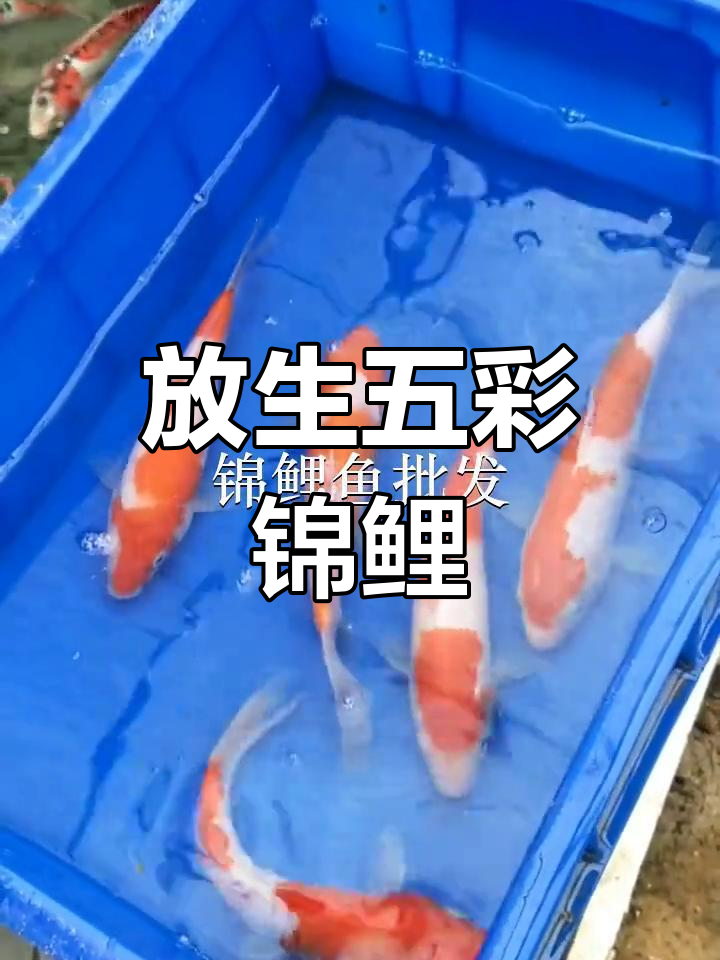 东莞洪梅鱼苗场放生,五条锦鲤超20公分,颜色鲜艳