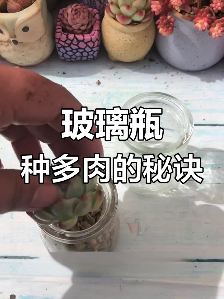 布丁瓶变多肉花盆,麦饭石种植技巧大公开