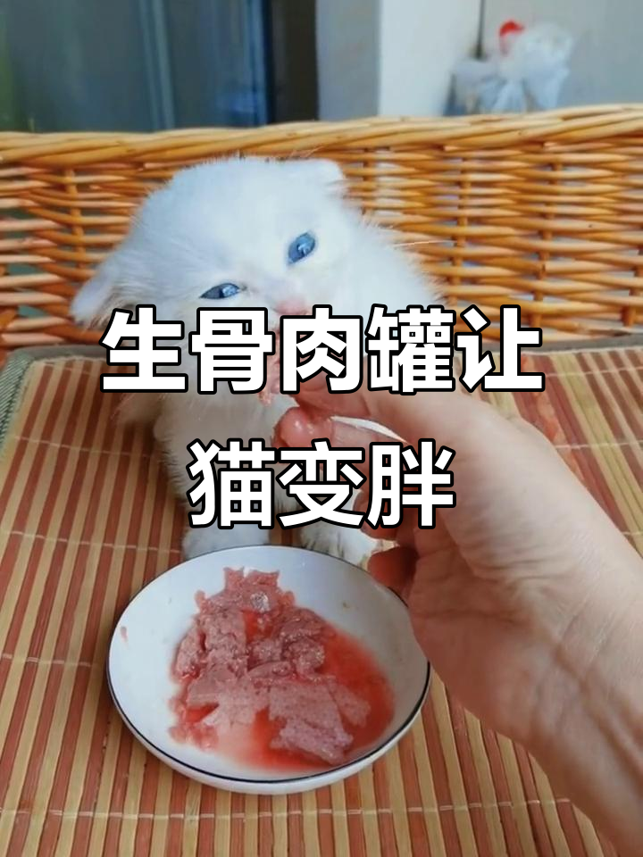 给猫咪吃生骨肉,毛发更亮、身体更强壮