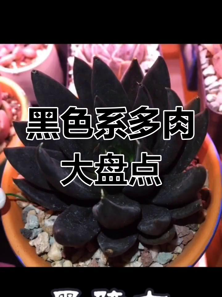 黑色系多肉植物大揭秘,黑法师、黑王子等超美品种盘点