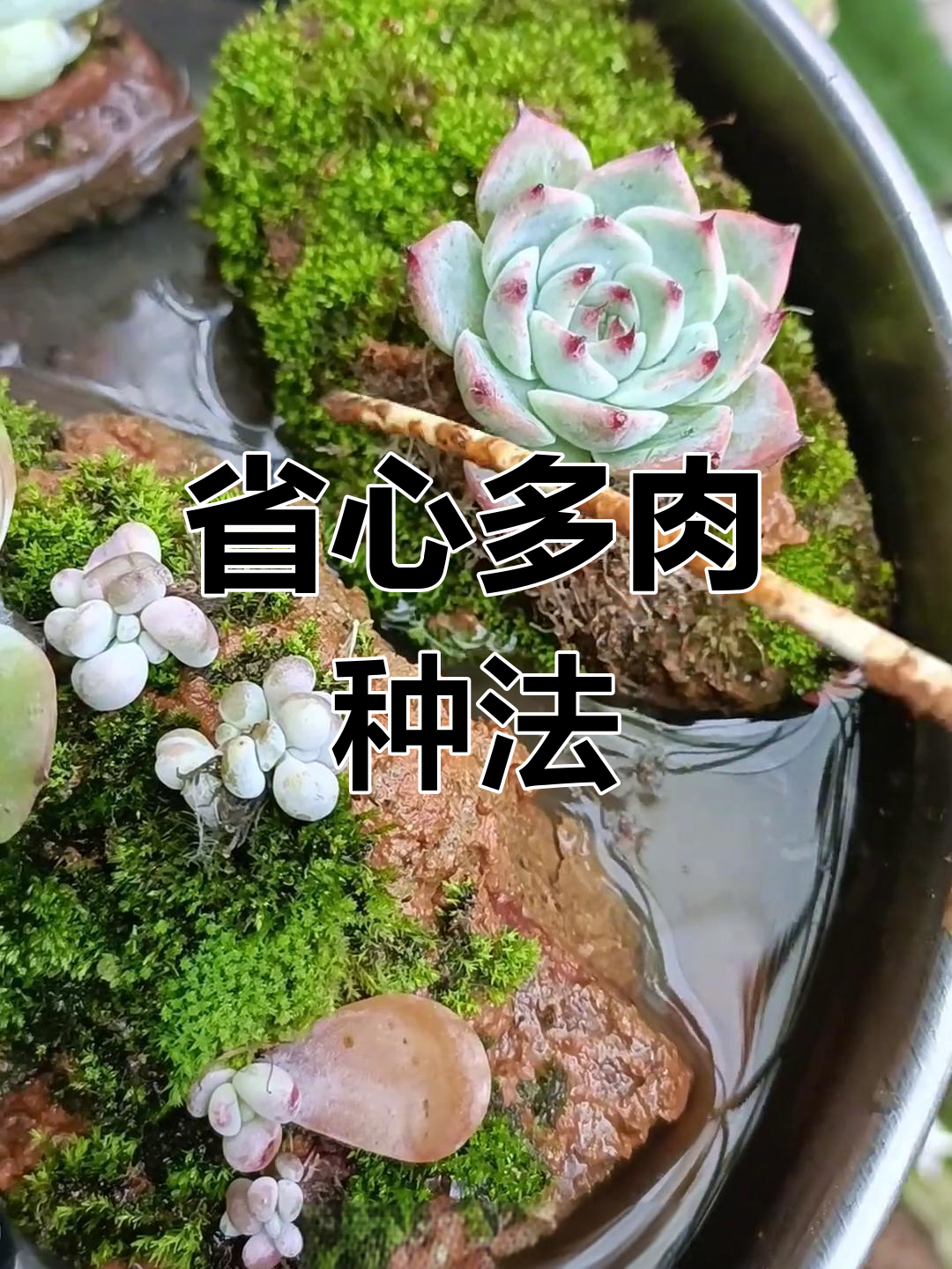 多肉种植新技巧,轻松搞定水培和叶插