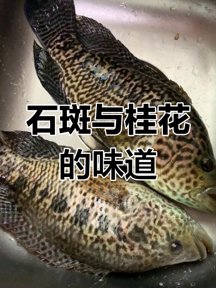 海南人爱石斑,重庆钟情桂花鱼,肉嫩刺少价格亲民