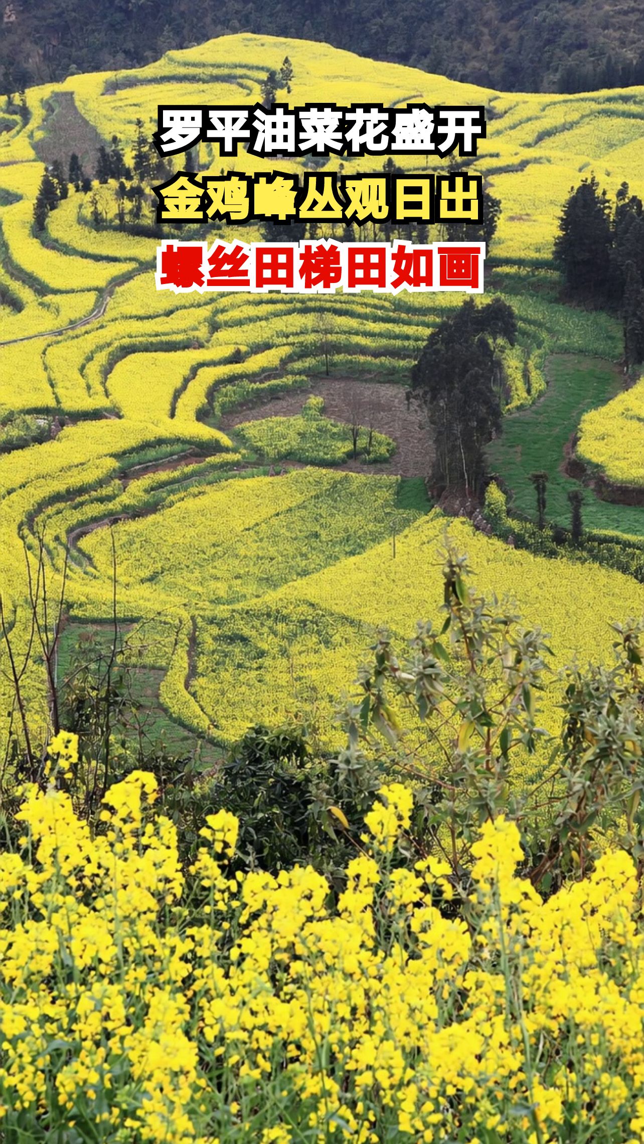 云南罗平百万亩油菜花绽放,教你如何避开人潮拍出绝美大片