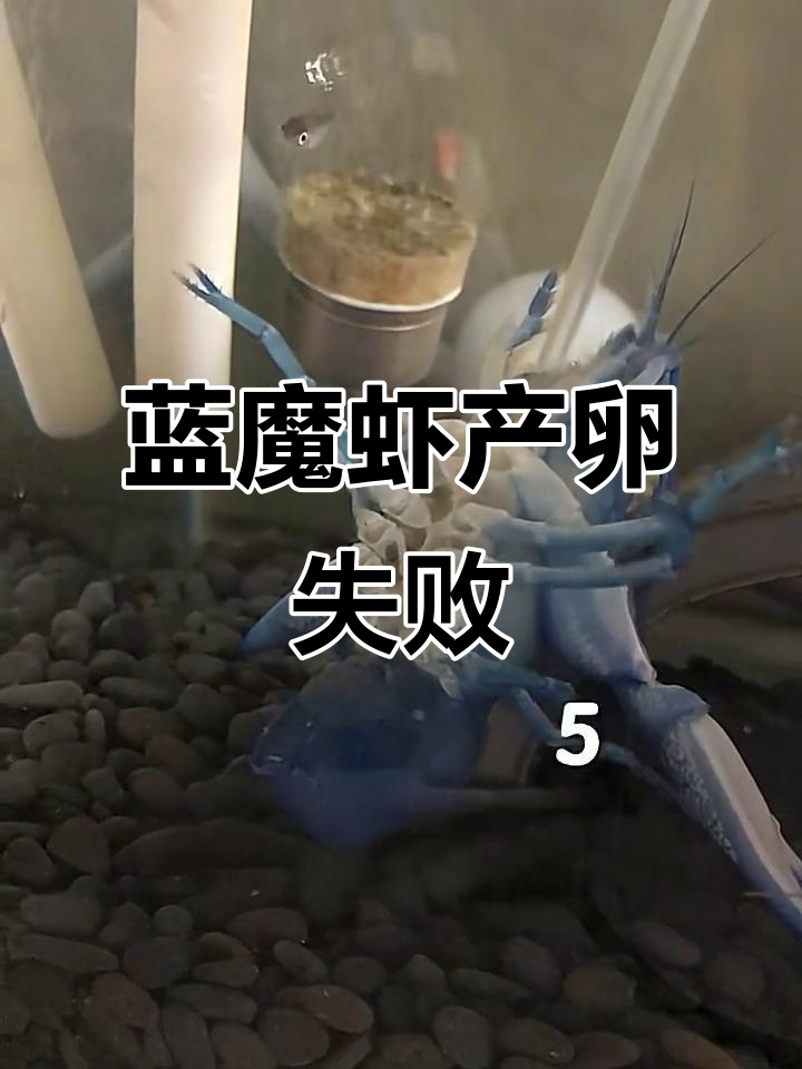 天空蓝魔虾产卵失败,弟弟的反应超有趣