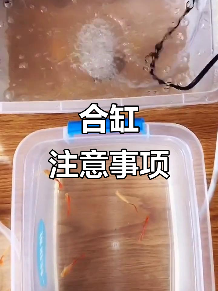 孔雀鱼合缸技巧:土霉素、盐和停食处理全攻略