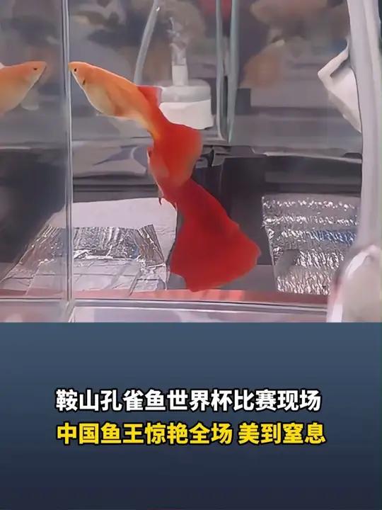 鞍山孔雀鱼世界杯比赛现场,中国鱼王惊艳全场,美到窒息