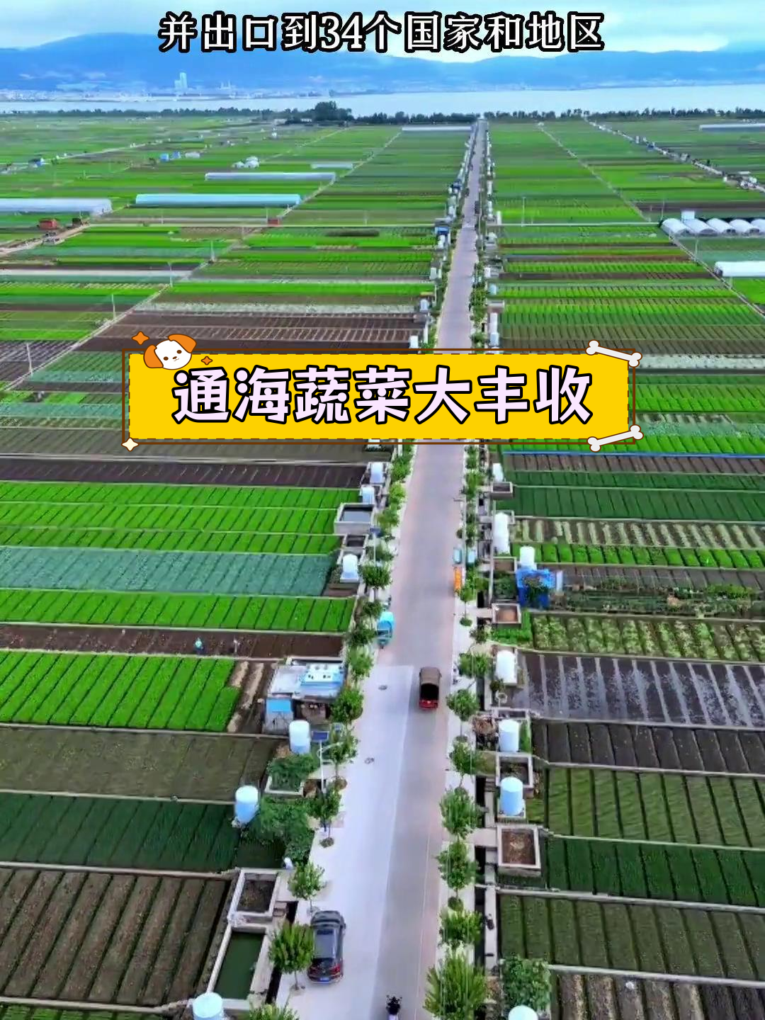 云南通海:全球最大蔬菜基地,年产量超13亿公斤