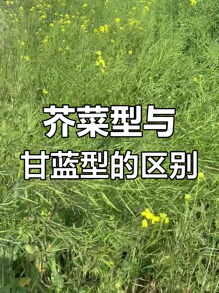 芥菜型与甘蓝型油菜的差异分析