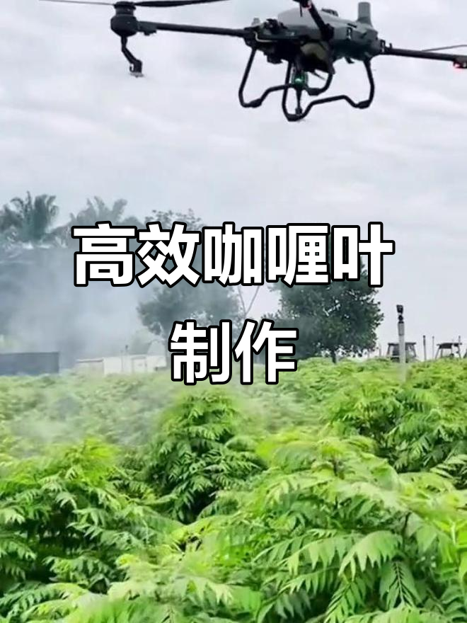 咖喱叶的香气与现代农业机械的完美结合,效率高又省力