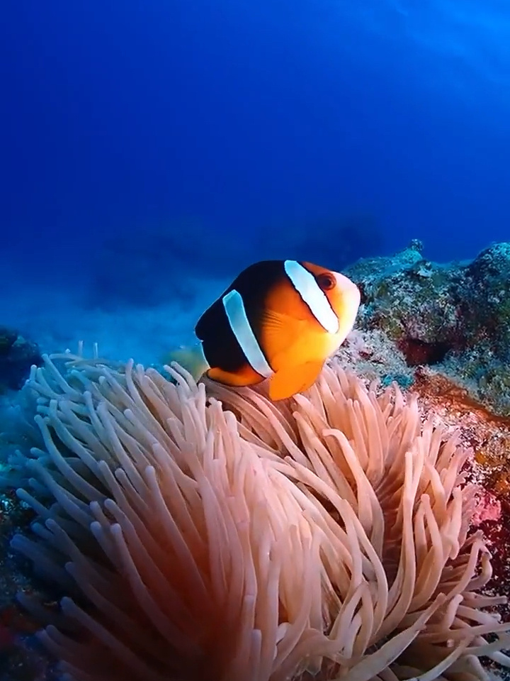 小丑鱼Nemo