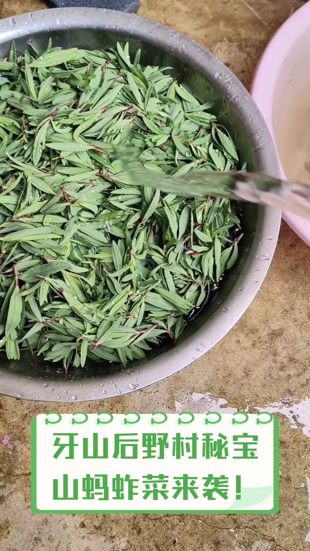 牙山后野村秘宝,山蚂蚱菜来袭!