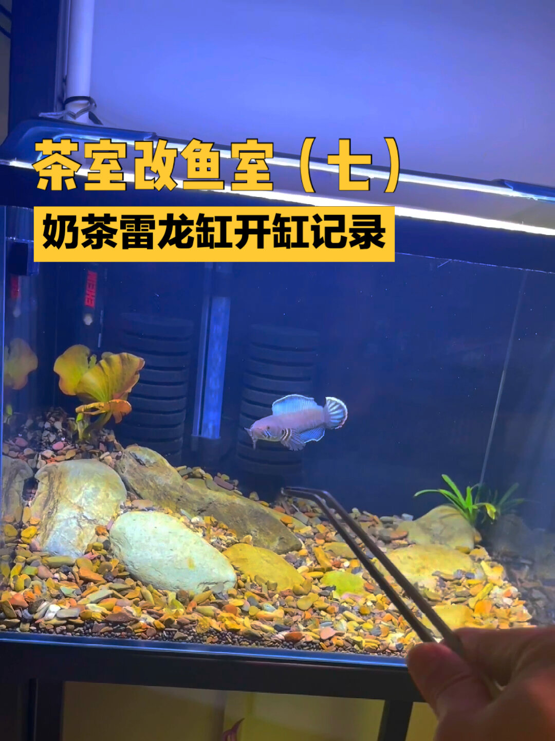 奶茶雷龙缸开缸全过程记录