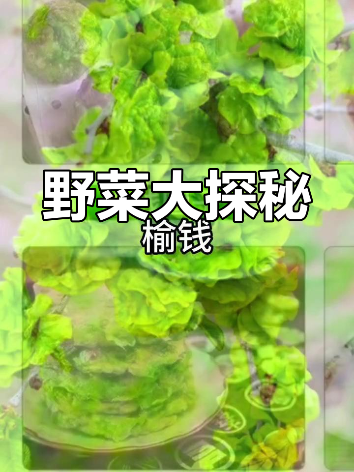山东野菜大揭秘,田间地头有哪些美味?