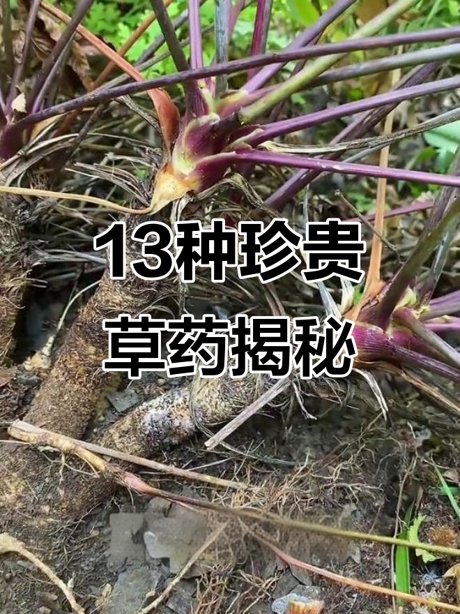 13种常见野生草药,了解它们的功效与价格