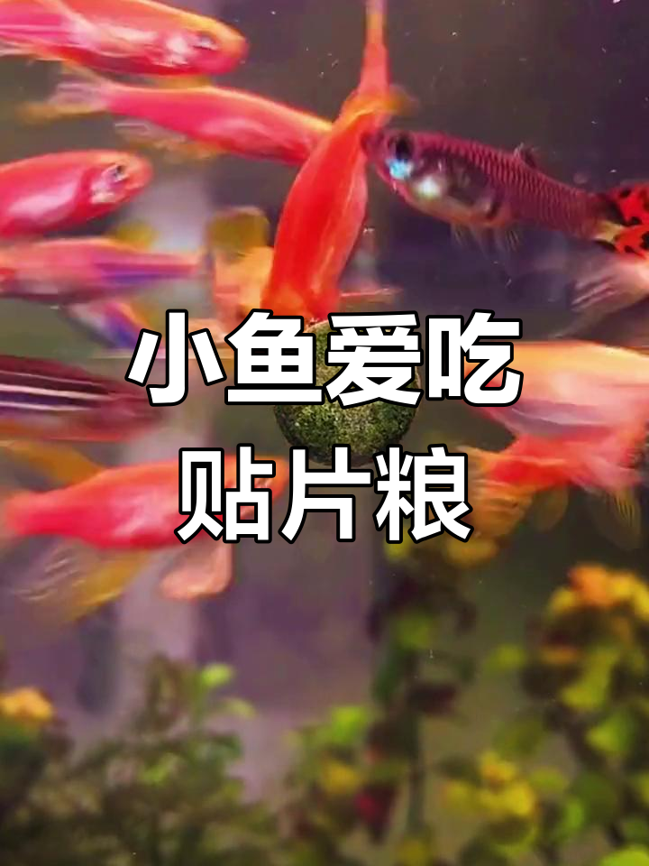 孔雀鱼最爱偷吃,推荐这款热带小鱼专用饲料!
