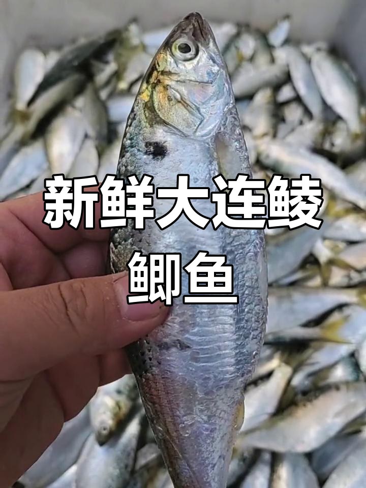 大连本地鲮鲫鱼,新鲜美味