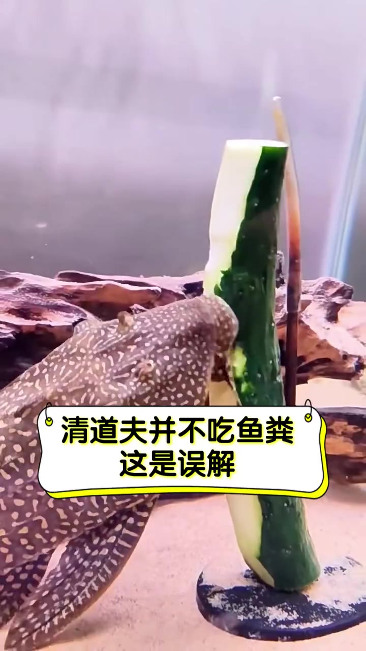 清道夫并不吃鱼粪,这是误解