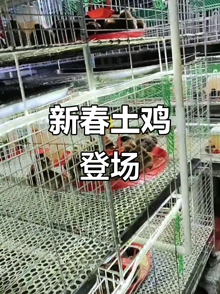 1月苗已到,云南土鸡脱温,毛脚高脚品种齐上阵
