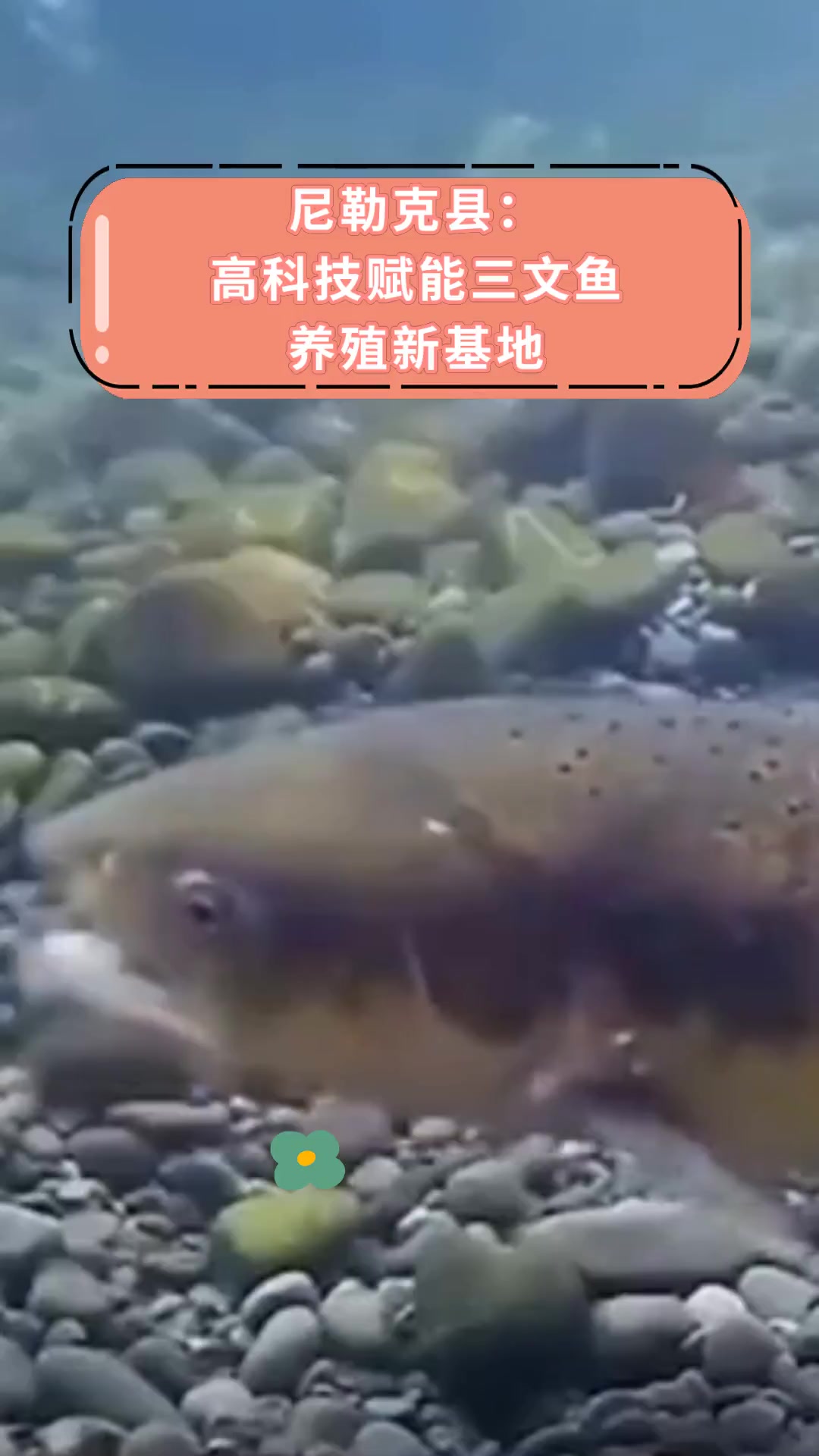 尼勒克县:高科技赋能三文鱼 养殖新基地
