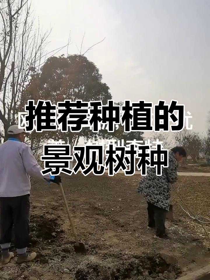 欧洲鹅耳枥:适合公园与庭院的美景树