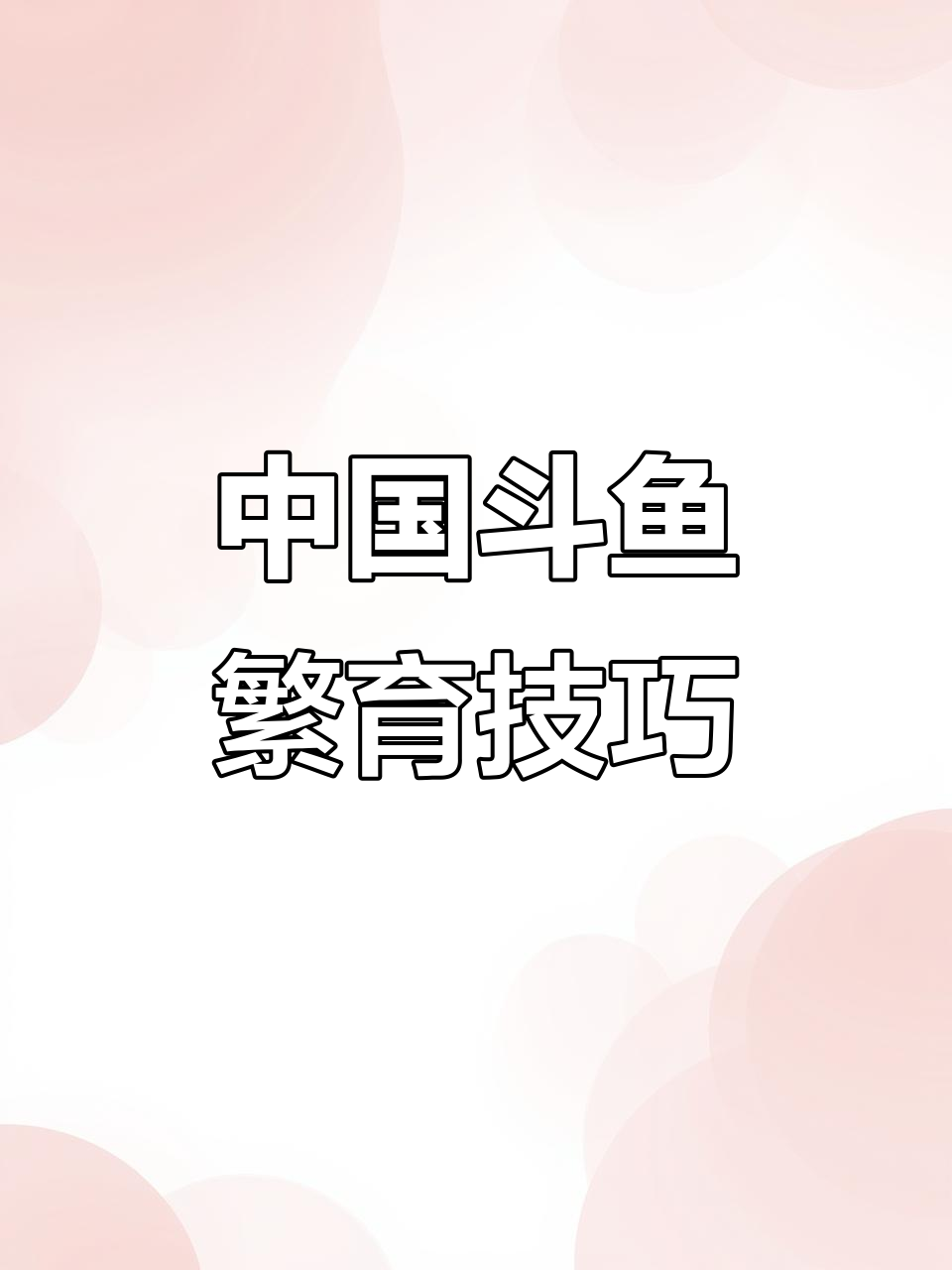 探秘中国斗鱼繁殖技术,闪光多彩普叉揭秘