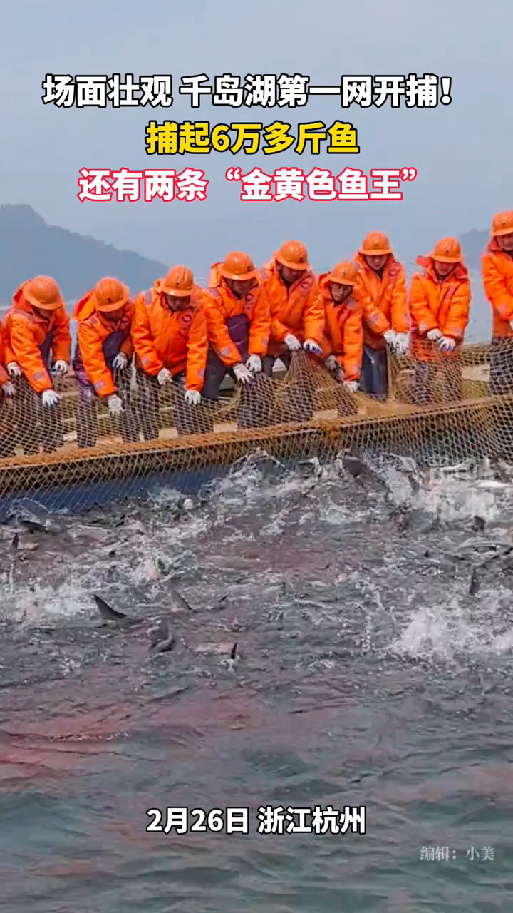 千岛湖新春第一捕网起6万多斤鱼,还有两条“鱼王”!