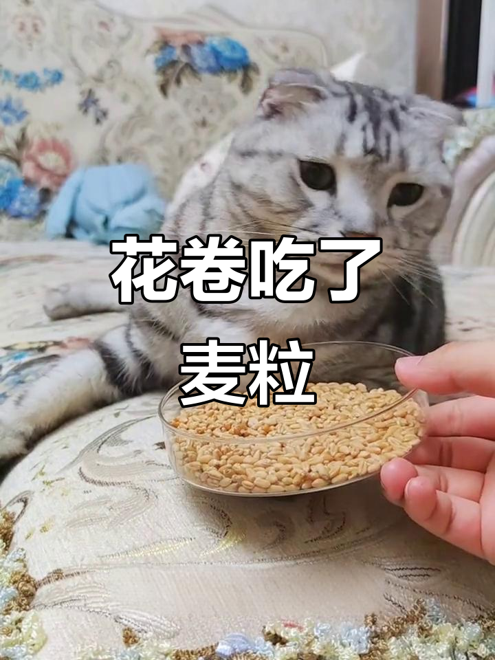 花卷吃麦粒真相大揭秘,橡皮泥巧妙布局让它无处可逃