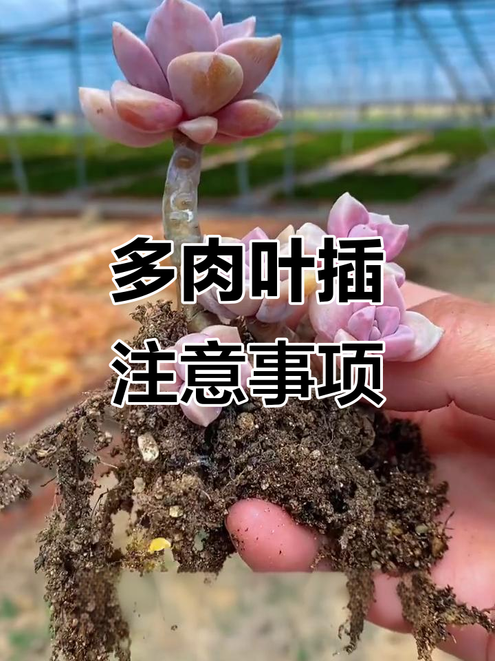 多肉叶片扦插技巧:如何避免只长根不出芽